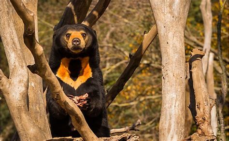 Wildlife of Laos .